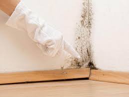 Why You Should Choose Our Mold Remediation Services in Big Coppitt Key, FL